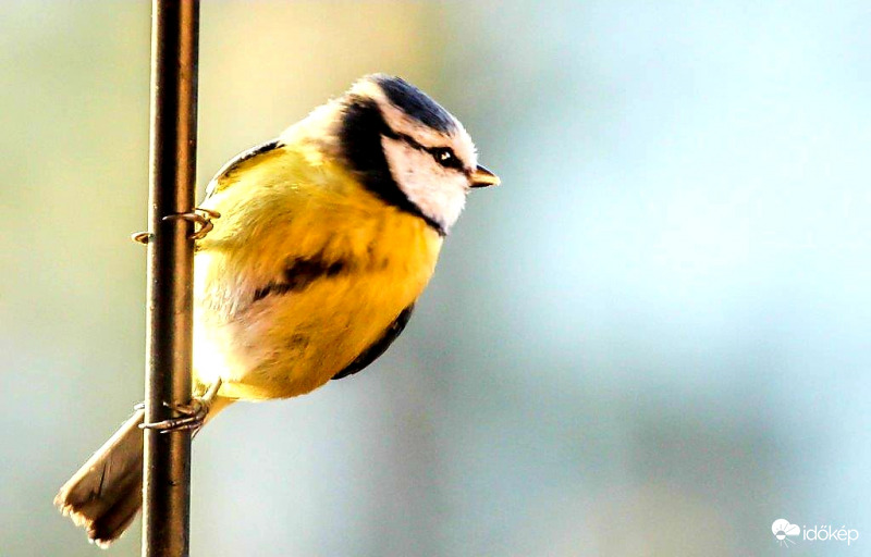 Reggeli napfürdőzés 