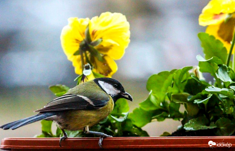 Széncinege a virágokat ís szereti 