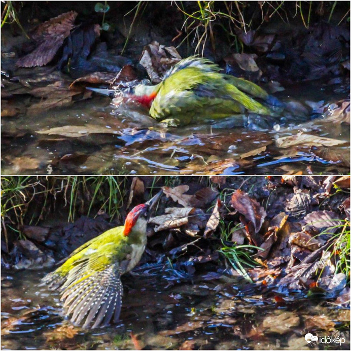 Fürdés közben ( Zöld küllő )