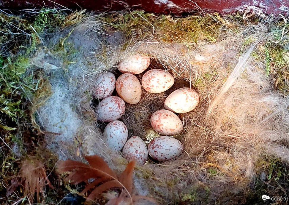 Széncinege tojások az odúban 