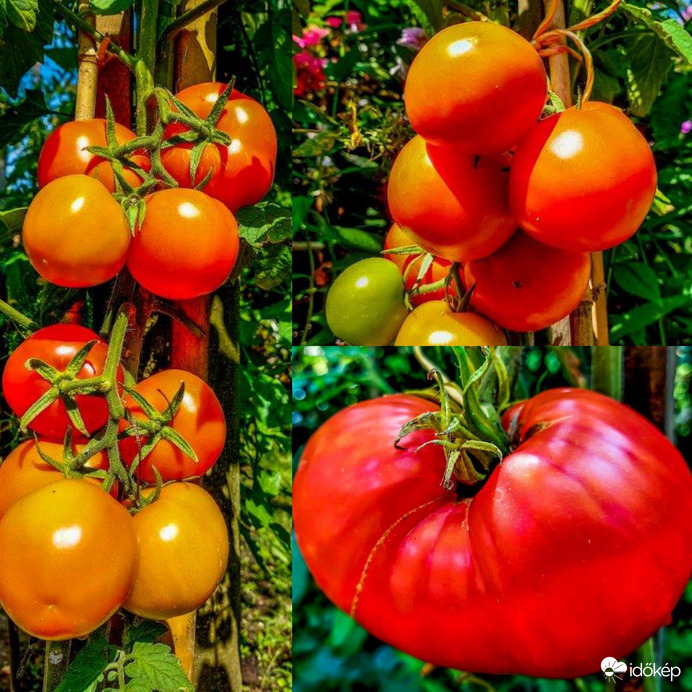 Érik a paradicsom 