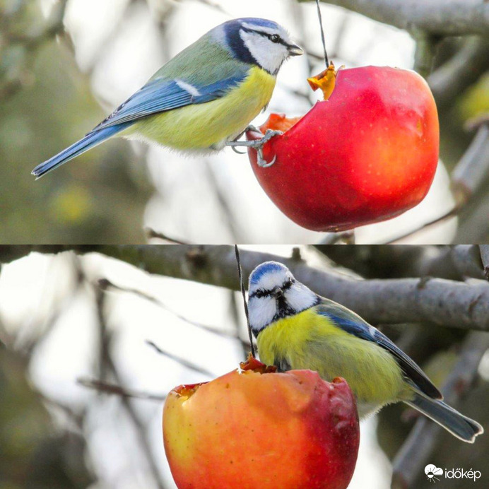 Kék cinege a piros almán 