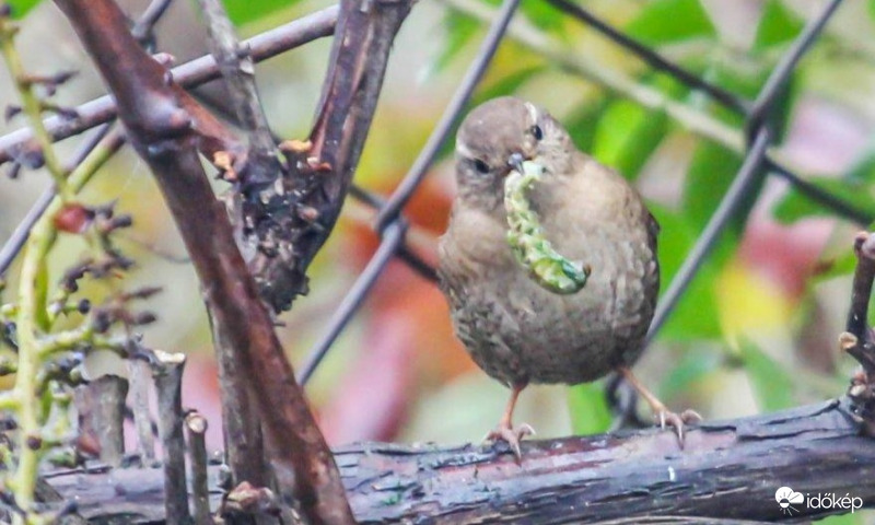 Ökörszem  Nézd mit találtam!