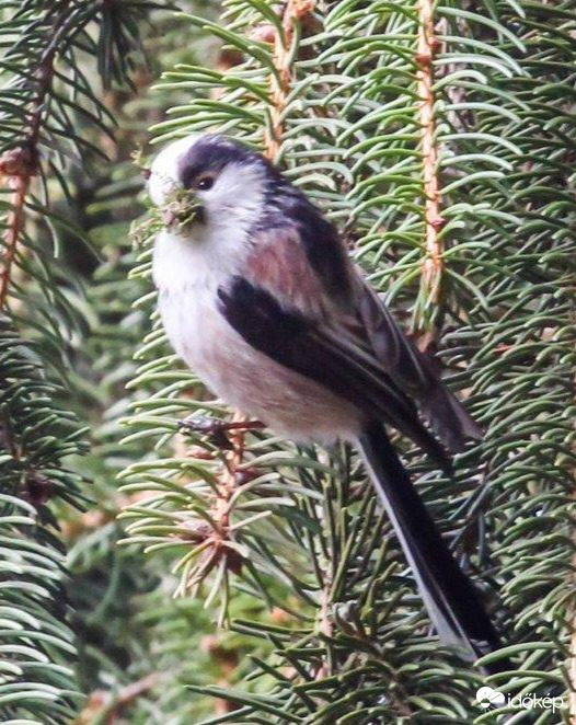 Őszapó fészket épít 