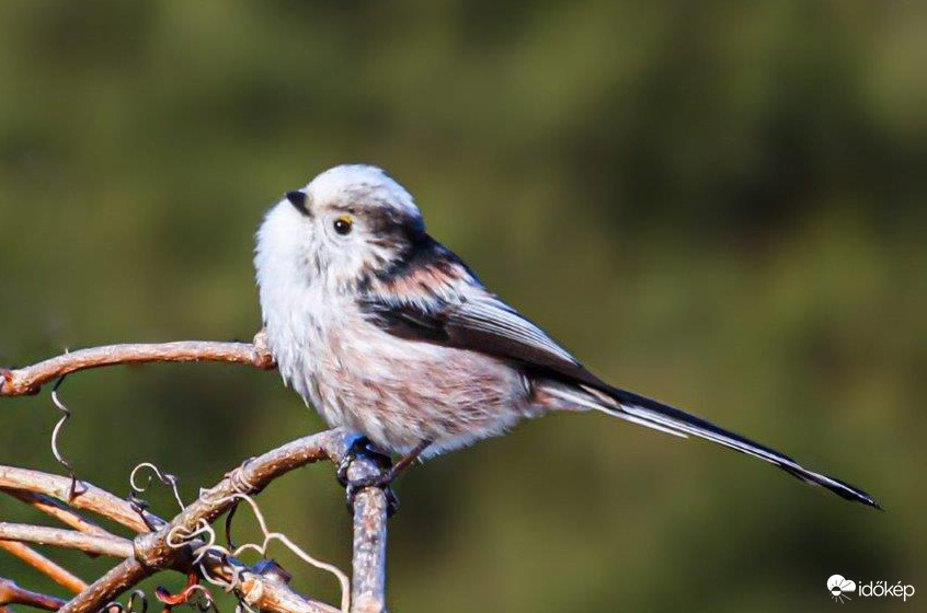 Őszapó Ma délelőtt 