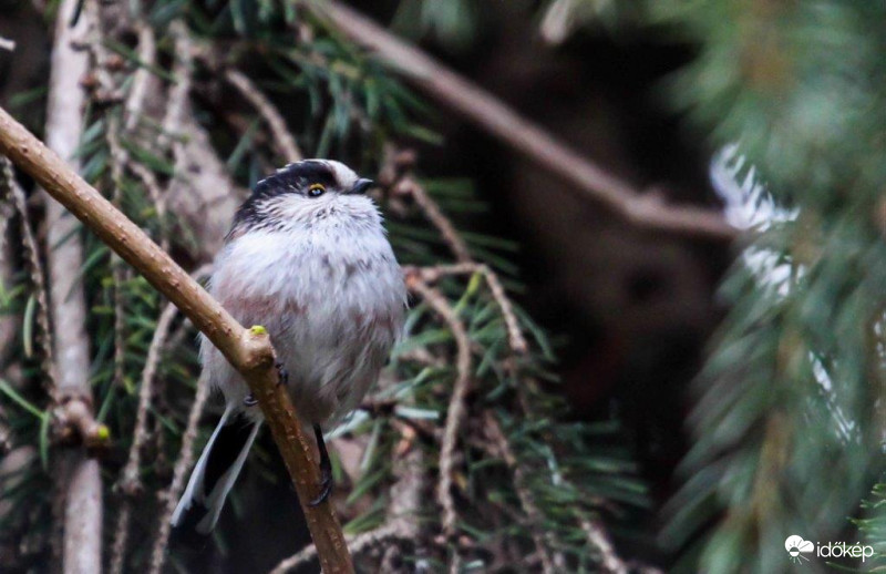 Őszapó védi a fészket 