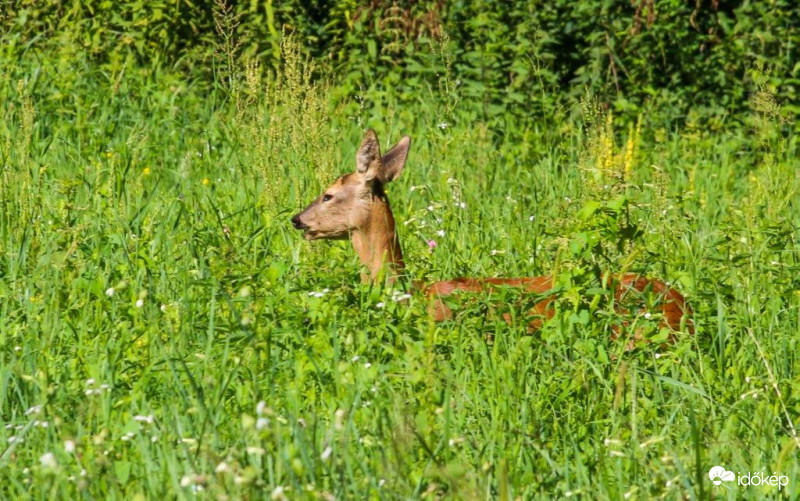 Harmatos jó reggelt mindenkinek 