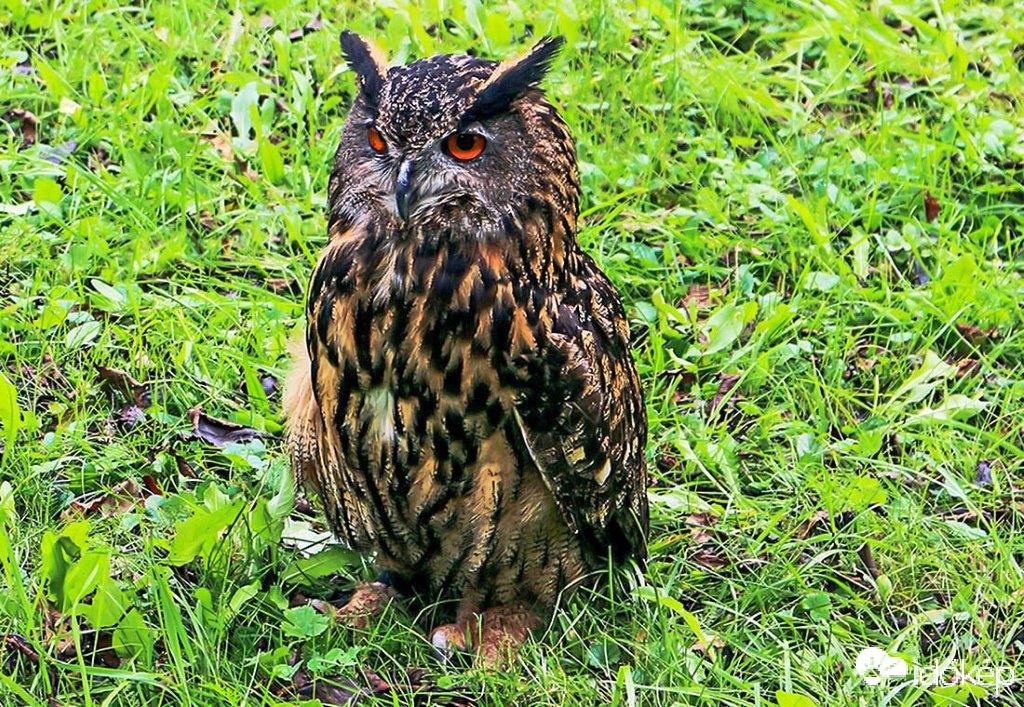 Uhu (Bubo bubo)