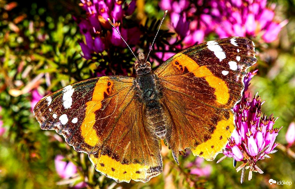 Admirális lepke 