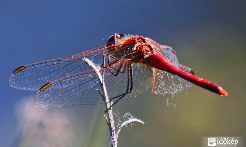 Alföldi szitakötő