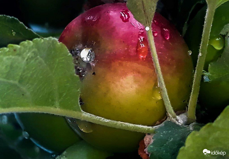 Nyári alma,nyári zápor. 