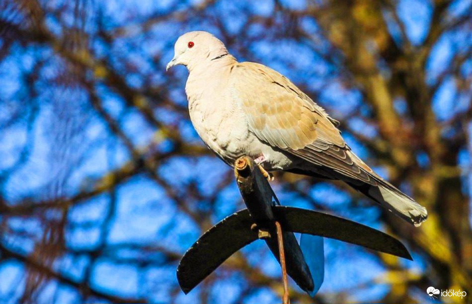 Hogyha nékem sok pénzem lesz, felülök a repülőre 