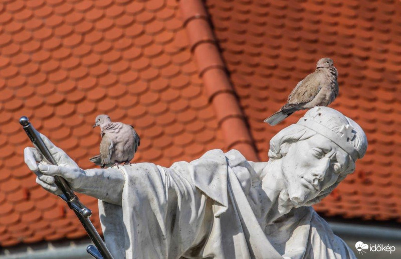 IV. Béla király és a Balkáni gerlék 