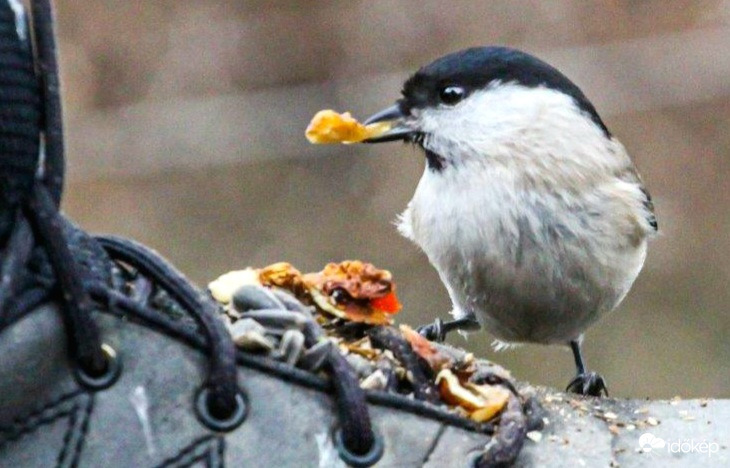Nagy cipő, nagy dió,kis madárka (Barátcinke)