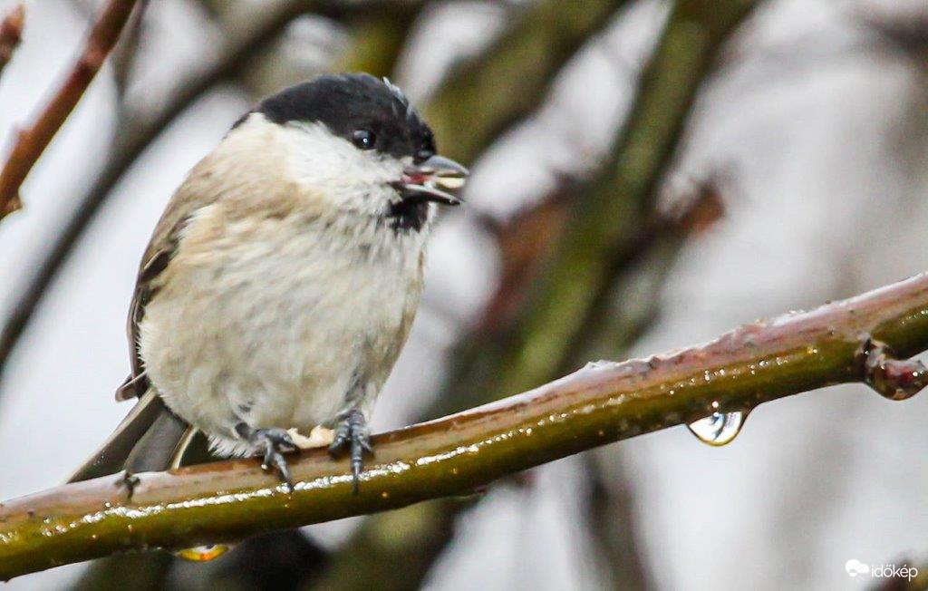 Barátcinke  Jól esik, csak nem nekem 