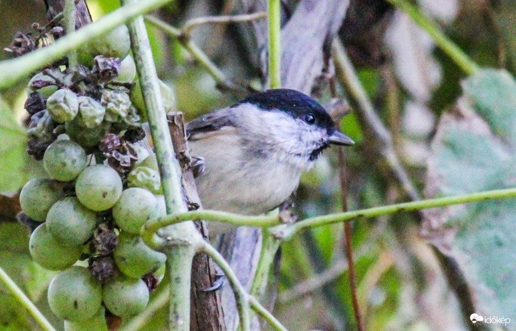 Nekem savanyú a szőlő!