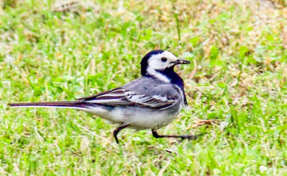Eltévedtem,nincs meg a barázdám. 