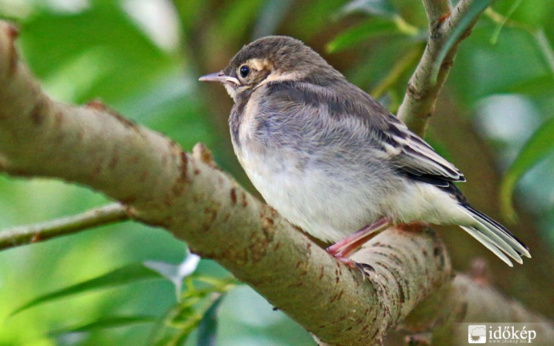 Barázdabillegető fiatal 