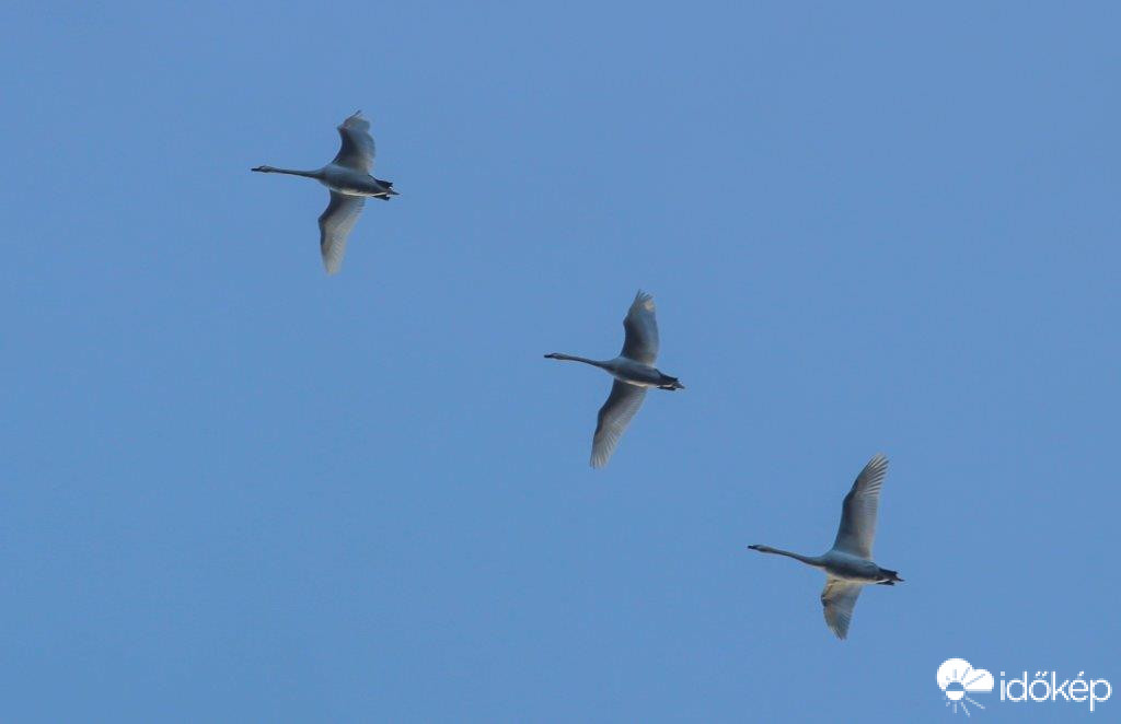 Három hattyú együtt repül 