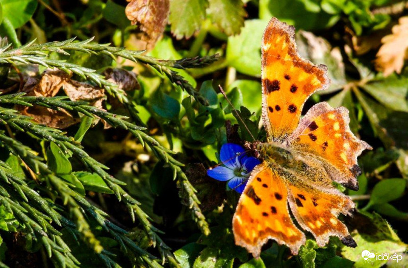 Februári C-betüs lepke (tegnapi)