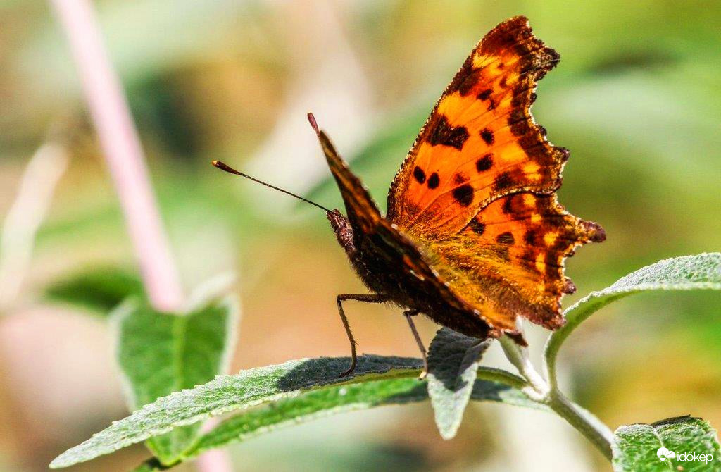 "Harmatos" C-betüs lepke 