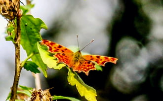 C-betüs lepke 