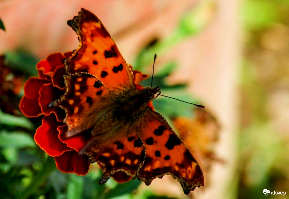 C-betüs lepke.