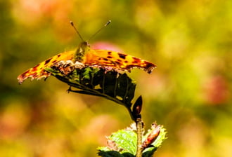 C-betüs lepke 