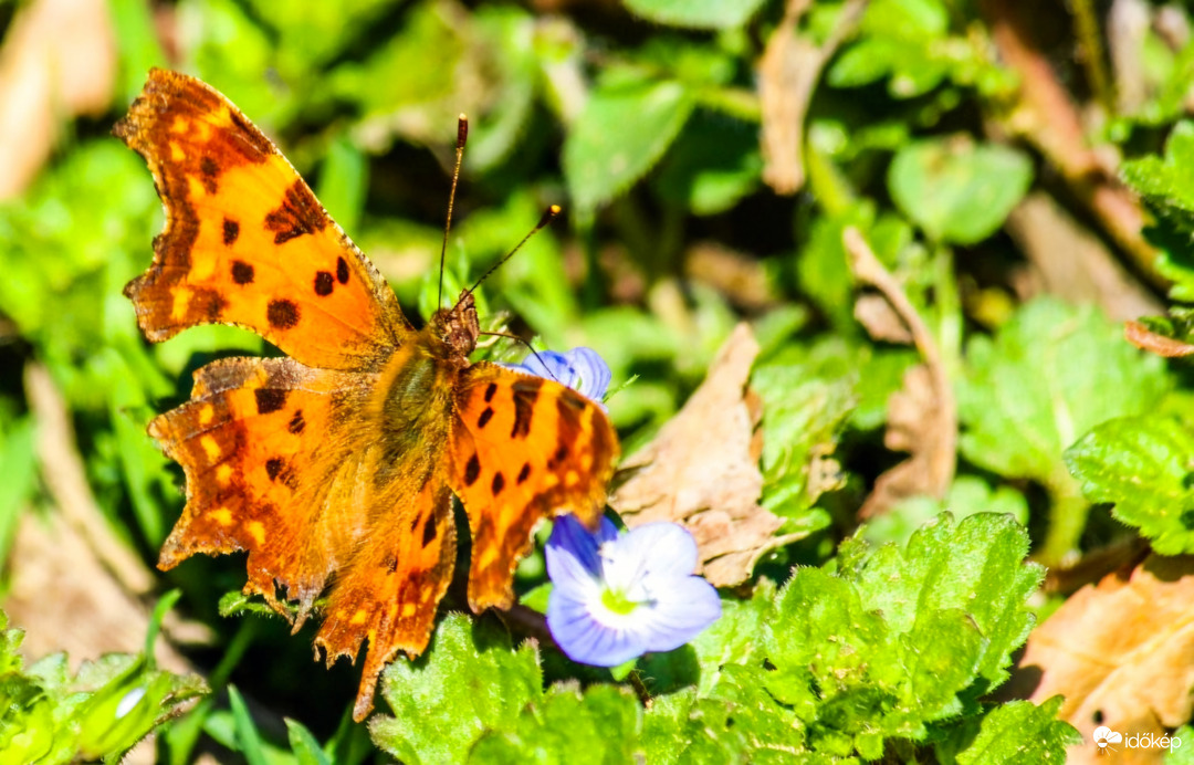 C-betüs lepke 