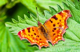 C-betüs lepke 