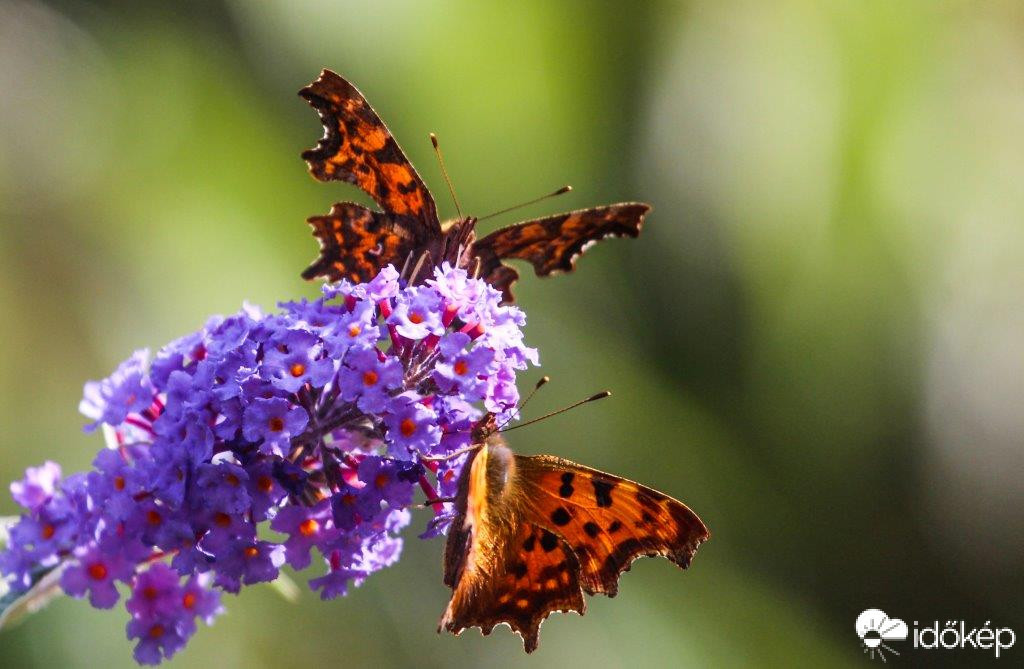 C-betüs lepkék tánca 