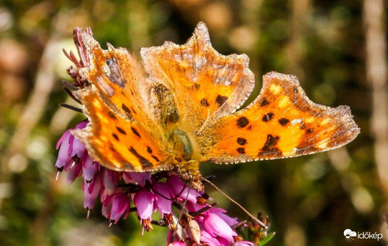 C-betüs lepke 