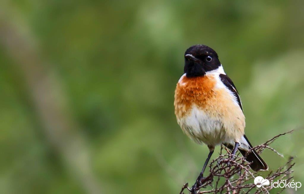 Cigánycsuk  2021-es Év madara 