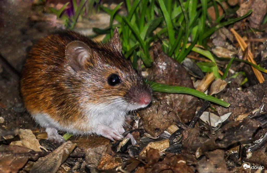 Talán a szép bajszom miatt fut utánnam a sok cicus 