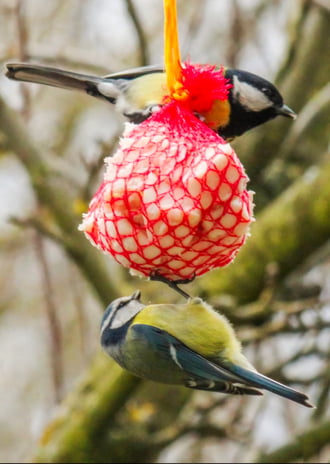 Szinkron evés. Cinegék. 