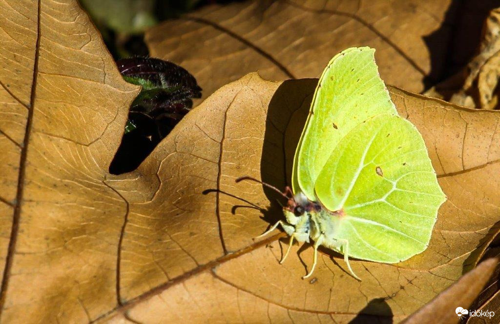 Citrom lepke  Idén az első 
