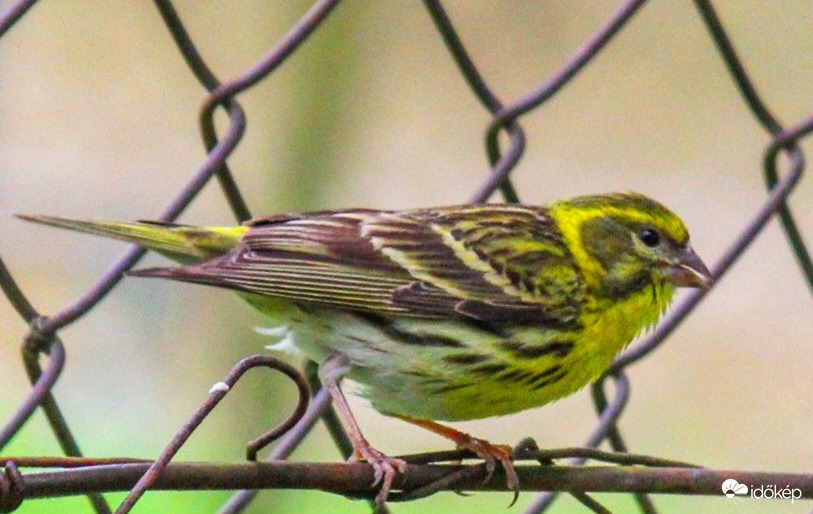Csicsörke be van drótozva 