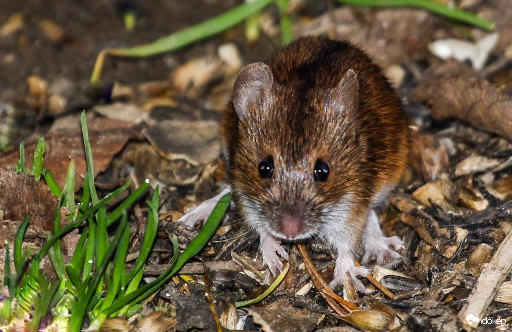 Tőled nem, csak a cicustól félek 