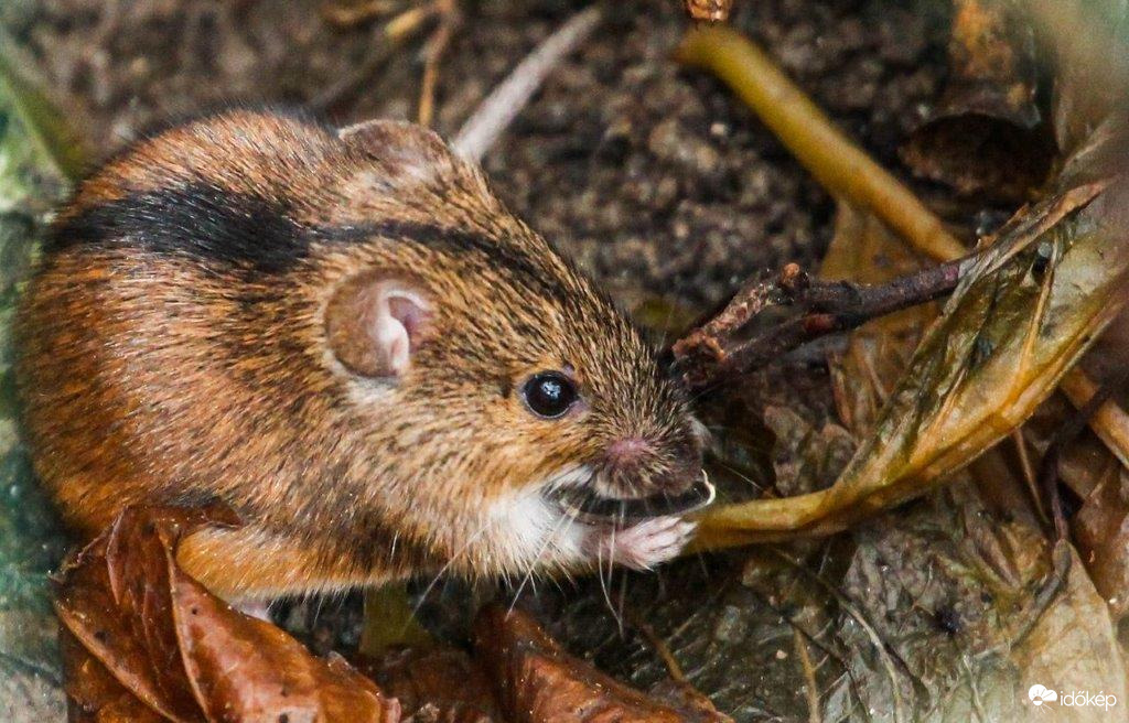 Csikoshátú szöcskeegér. Reggelizik, kézzel villa nélkül 