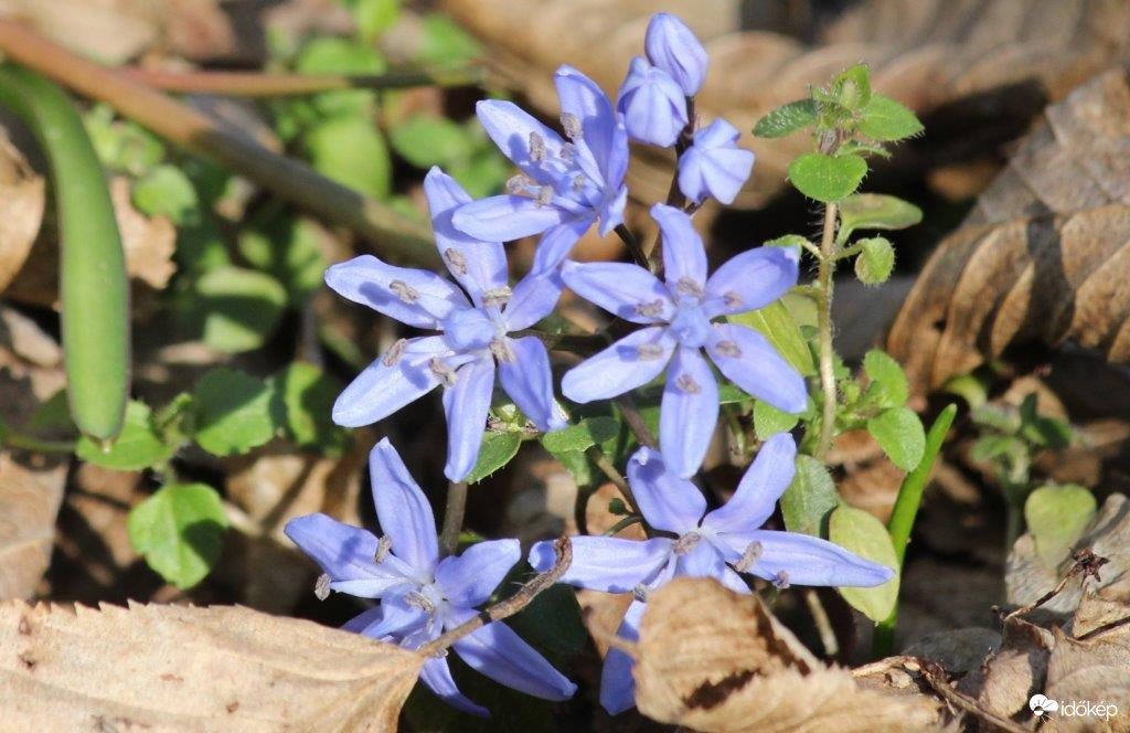 Nyílik a Csillagvirág az erdőben 
