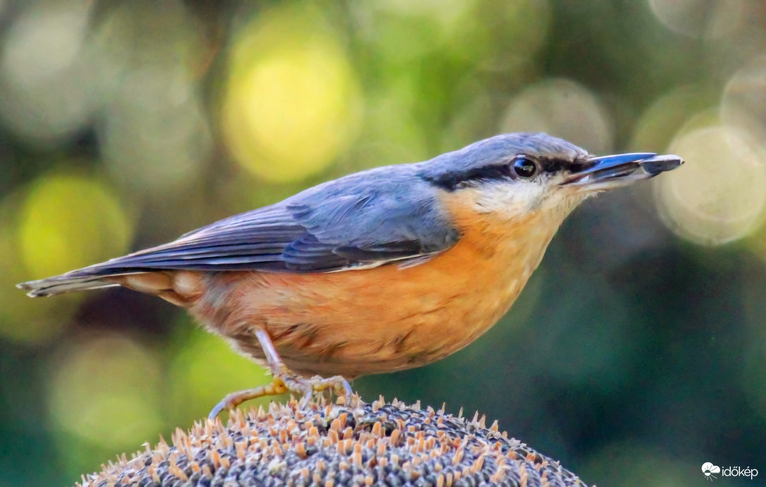 Várom, hogy lecsúszon! Csuszka 