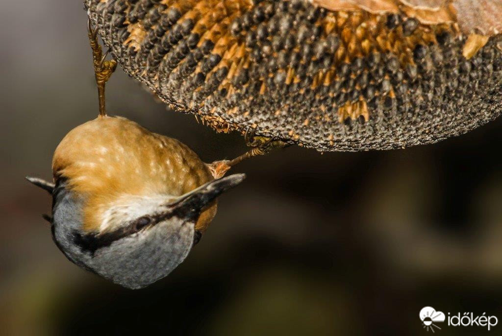 Szeretem a tányéros reggelit 