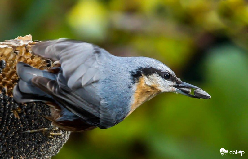 AKCIÓ ! Eggyet fizet kettőt vihet!
