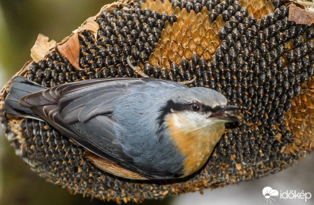 Ez az enyém, nem adok neked sem 