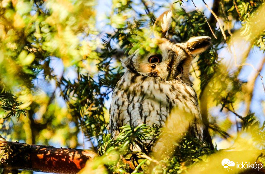 Kisüti a nap a szememet 