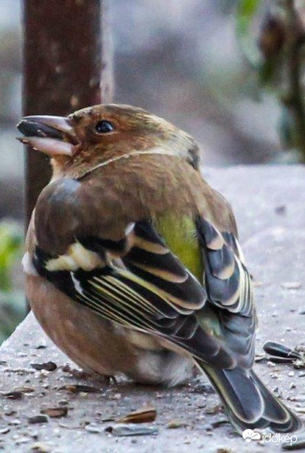 Pintyőke Ha mind megeszem, hogy fogok felszállni?