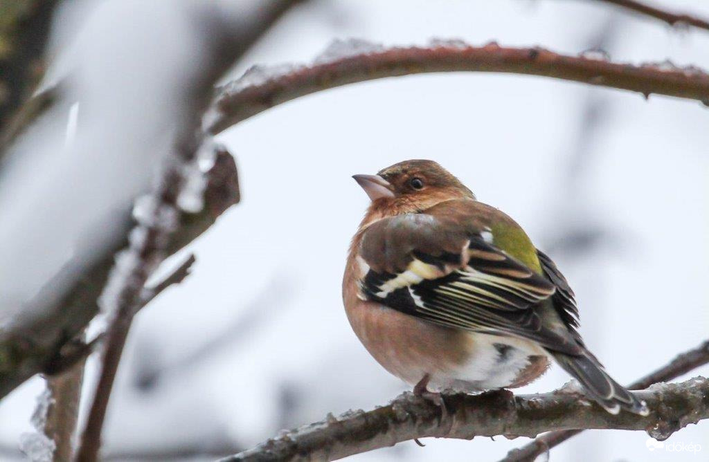 Pintyőke  Olyan mint egy hógolyó 