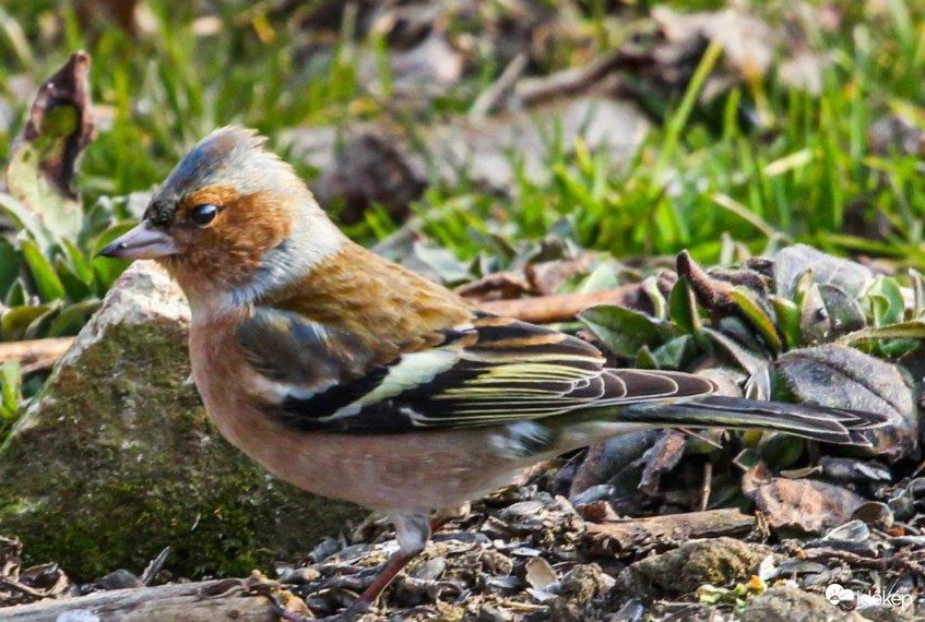 A fodrásznál voltam.  Jó a séróm?