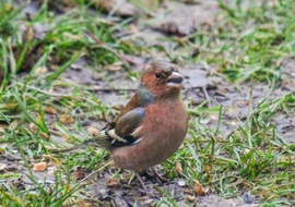Nekem csak a maradék jut. Pintyőke. 