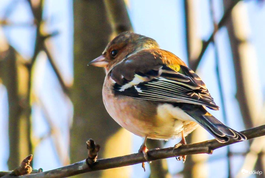 Sajnos felszedtem néhány grammot a Télen. Mondja a Pintyőke. 